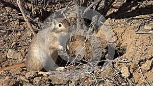 Gopher Pricked up His Ears