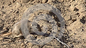 Gopher in Search of Food