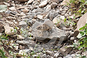 Gopher sits on a large stone