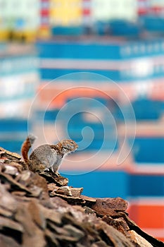 Gopher sits on a rock against the colorful buildings of the northern city