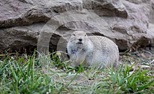 Gopher sitting alert and looking around