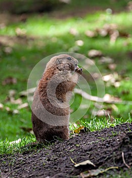 Gopher sitting alert and looking around