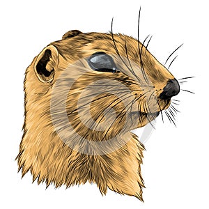 Gopher sketch vector graphics
