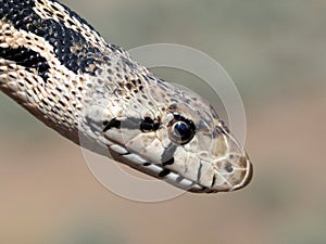 Gopher Snake Close Up