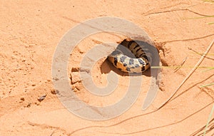 Gopher snake hidden in a sand hole in Arches National park