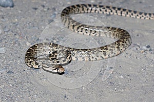 Gopher Snake at Night