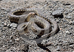 Gopher Snake Poised to Stike