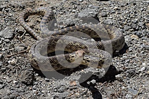 Gopher Snake Poised to Stike