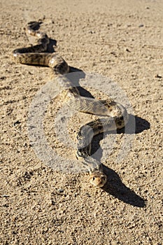 Gopher Snake On Road