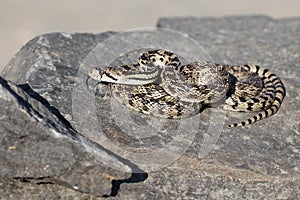 Gopher Snake on a Rock