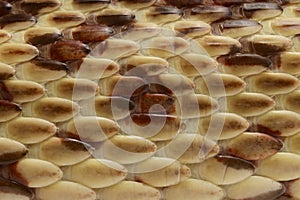 Gopher Snake Texture