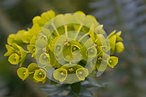 Gopher spurge Euphorbia rigida, close-up of greenish-yellow flowers photo