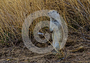 Gopher Standing Near Cover