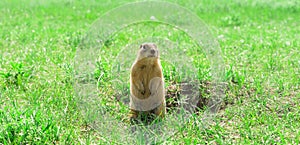 Gopher standing and starring near the burrow on the meadow