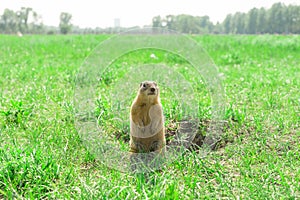 Gopher standing and starring near the burrow on the meadow