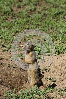 A gopher standing on two legs and being very alert on surroundings