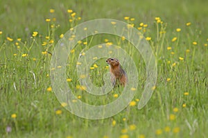 Gopher stands in the grass on a summer day