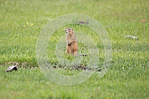 Gopher stands in the grass on summer day