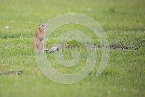 Gopher stands in the grass on summer day