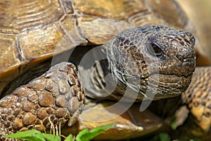 Gopher tortoise