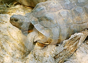 Gopher Tortoise