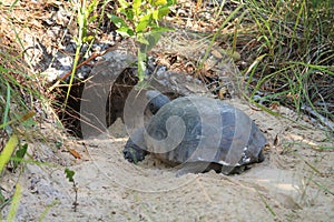 Gopher Tortoise