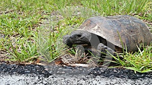 Gopher Tortoise