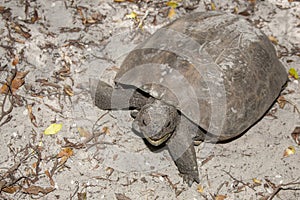 Gopher Tortoise