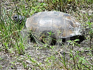 Gopher tortoise