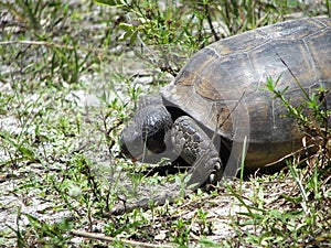 Gopher tortoise