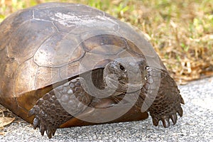 Gopher Tortoise, Closeup