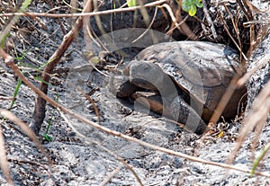 Gopher Tortoise photo