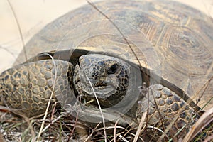 A gopher tortoise crossing a dirt road