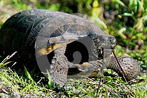 Gopher tortoise eating