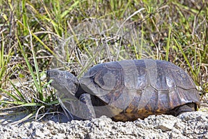 Gopher Tortoise Eating Grass By A Sandy Trail