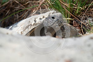 Gopher Tortoise Emerging from Burrow, Mead Botanical Garden, Florida