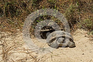 Gopher Tortoise