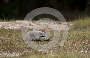 Gopher Tortoise foraging at Reed Bingham State Park Georgia