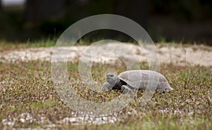 Gopher Tortoise foraging at Reed Bingham State Park Georgia photo