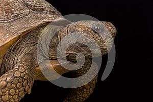 Gopher tortoise Gopherus polyphemus