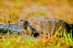 Gopher Tortoise, Gopherus polyphemus