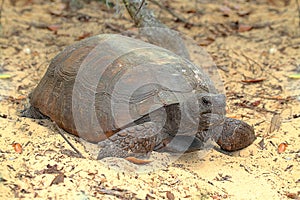 Gopher Tortoise (Gopherus polyphemus) photo