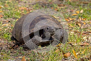 Gopher Tortoise On Grass