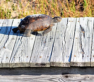 The gopher tortoise high-tails it up to the middle of the wooden boardwalk