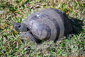 Gopher Tortoise on Honeymoon Island