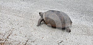 Gopher tortoise