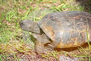 Gopher Tortoise On The Move