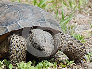 Gopher Tortoise