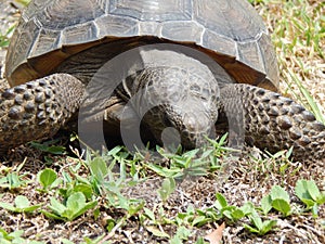 Gopher Tortoise