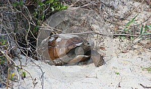 Gopher tortoise outside his hole on a beach in Florida